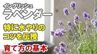 イングリッシュラベンダーの育て方 基本全般 特に水やりや肥料 植え替えなど Youtube