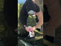 Marina Pike Caught, 14.4lbs - #shorts