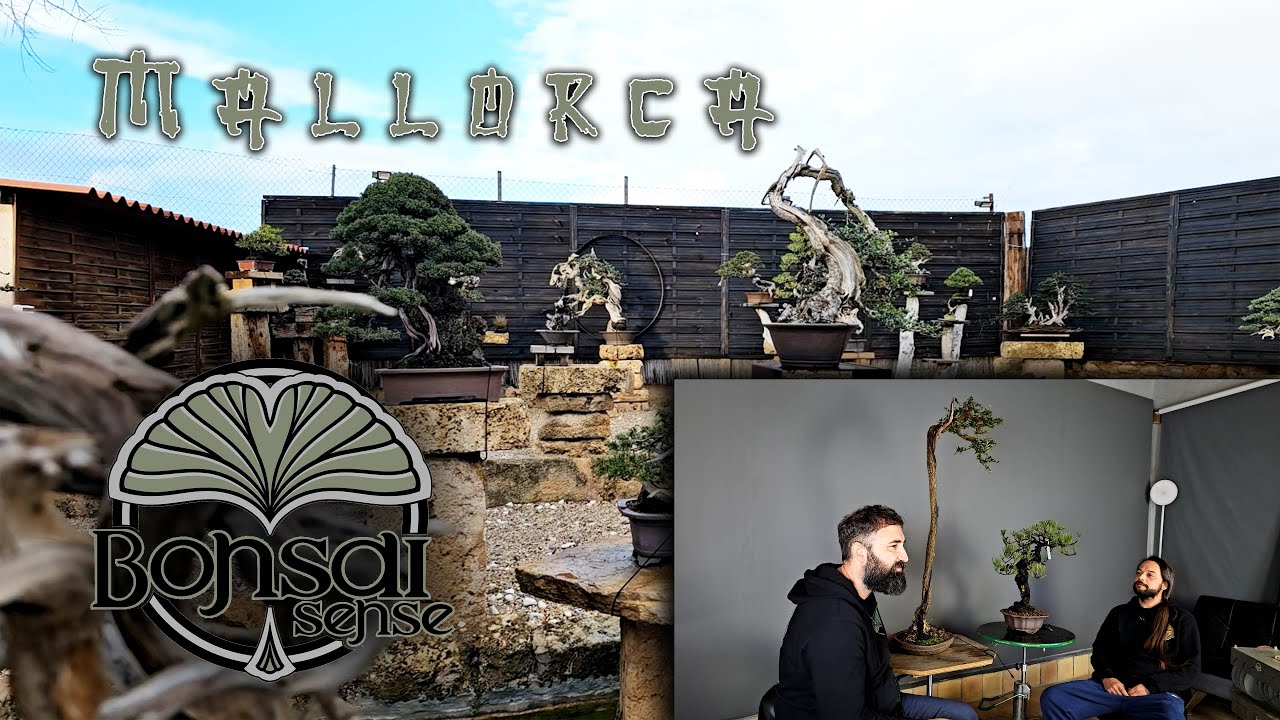 Bonsai school Mallorca