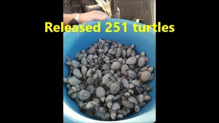 Cabo San Lucas MUST Do - 251 Baby Turtles Hands-On Release, Rancho San Cristobal by Mr. Hardware 573 views 1 year ago 5 minutes, 58 seconds