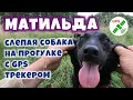 Слепая собака на прогулке с GPS трекером | Blind dog walking with GPS.Помощь животным