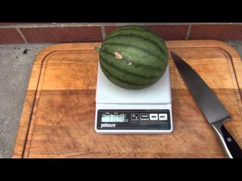 Video: What Is A Little Baby Flower Watermelon – Growing Watermelon 'Little Baby Flower