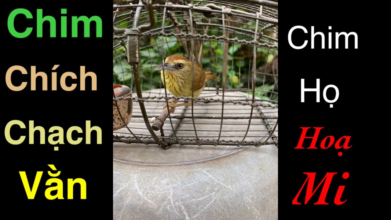 Chim chích chạch má vàng