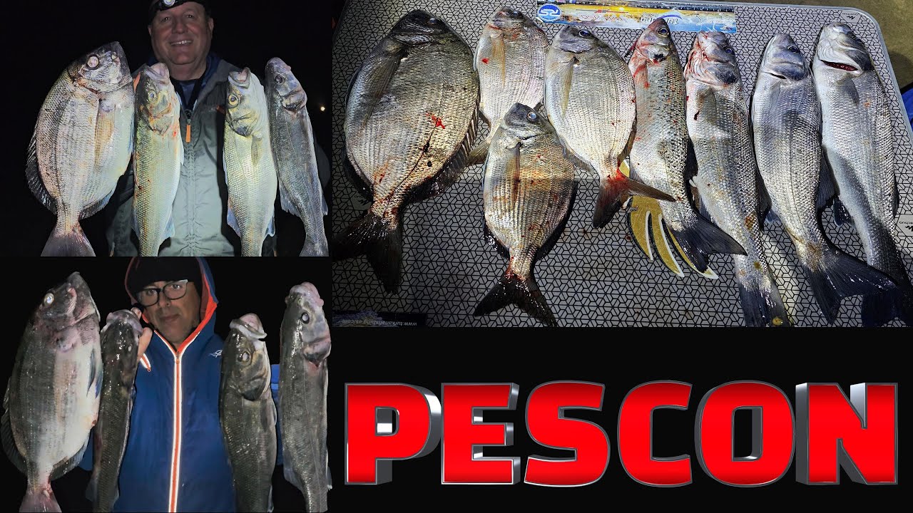 PESCA SURFCASTING MUCHOS PECES ROBALOS BAILAS SARGOS