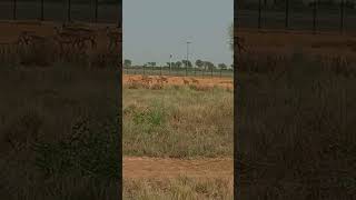 انڈیا باڈر پر نیل گائے چلتی ہوئی 🦬 Wild Nilgai | SubhanAllah