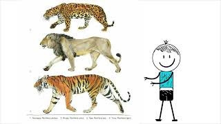 How Strong Are Jaguars???