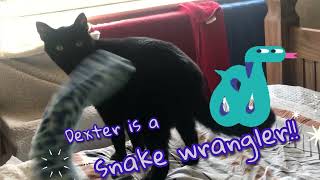 Dexter  snake wrangler!!