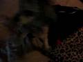 Attack of the killer poodles 2 (sorta)