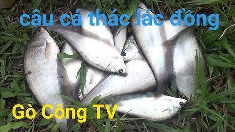 Câu cá thác lác đồng, bán mồi câu cá thác lác/Gò Công TV