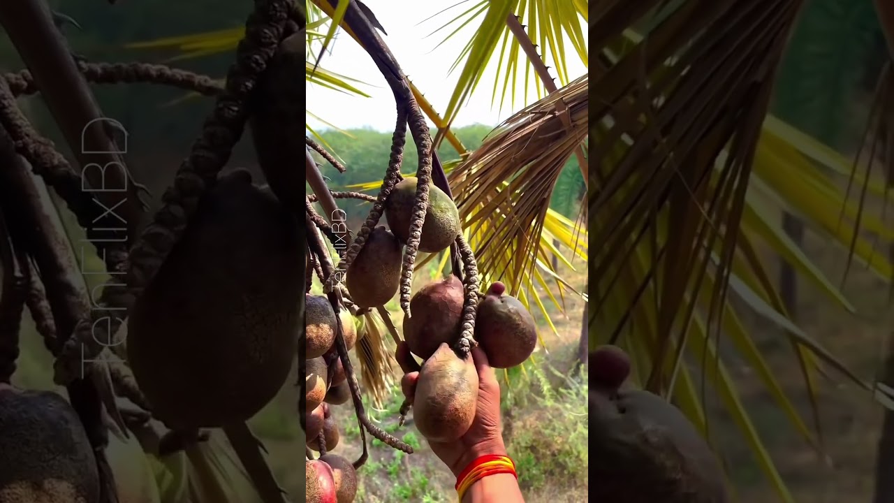 Not Amazon! This African Desert Fruit Is Incredible🌴
