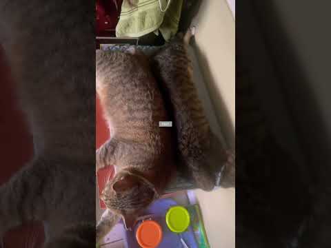 Kucing tidur bareng 😴😻#shorts #kucinglucu #funnycats #animals #cat