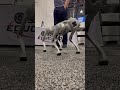 Stokes Robotics | Robot Dog | B1