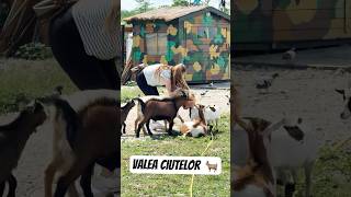 Valea Ciutelor - Parcul Romanescu