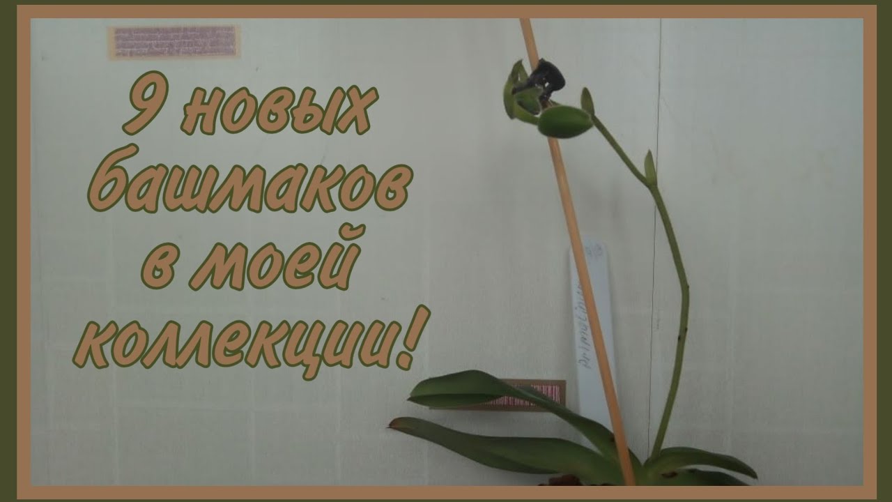 66. 9 новых пафов в моей коллекции почти даром🤗!