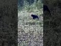 Ma bear and 3 cubs