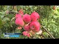 Садоводы Башкирии собирают небывалый урожай яблок