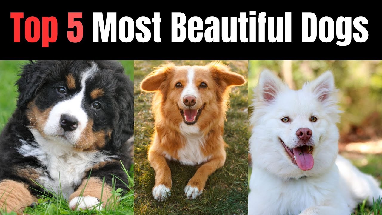 Top 5 Most Beautiful Dogs in the World