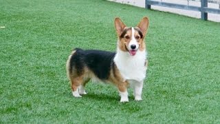 CORGI W/THE MOST PERSONALITY - Life After College: Ep. 412