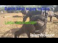 BANI BUFFALO BHUL TOP Farm: The Secret to Their UNBELIEVABLE Milk Yields!