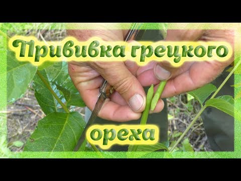 Видео: Стогодишен 