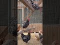Enriching Your Chicken Coop: Creative Perches for Healthier, Happier Chickens