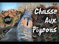 Chasse  chasse aux pigeons au mirador  ljc vlg 1