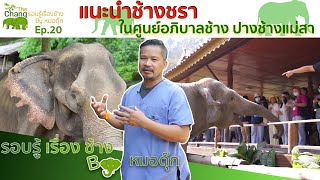 รอบรู้เรื่องช้าง By หมอตุ๊ก EP.20 แนะนำช้างชราในศูนย์อภิบาลช้าง ปางช้างแม่สา | TheChangChannel