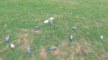 How to set up decoys for hunting doves