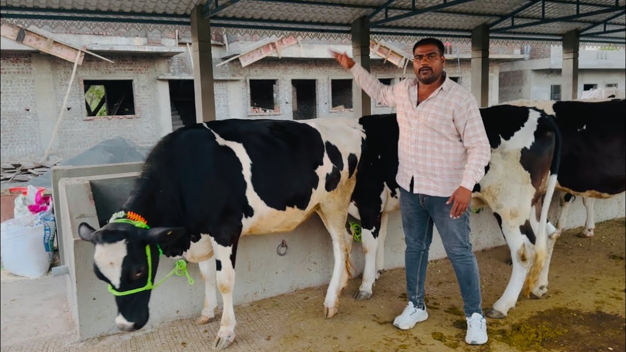 ऑनलाईन खरेदीदरांसाठी-ऑफर ऑफर ऑफर टॉपच्या अठरा गाभन कालवडी,तिन सट केले आहेत प्रत्येक सट ची ऑफर रेट.