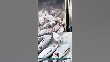 Unloading Frozen Fish from Freezer Storage
