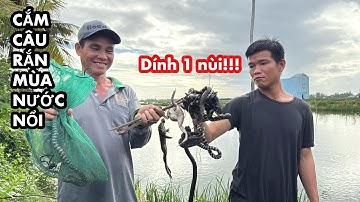 Đầu Tháng Trúng Đậm • Cách Bắt Rắn Hiệu Quả Mùa Nước Nổi Miền Tây | Bông Lúa Đồng Tháp