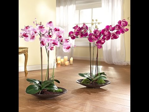 Video: Kā Pavairot Orhideju Mājās