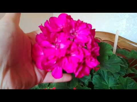 რამოდენიმე ბალბისგან,შექმნილი თაიგული