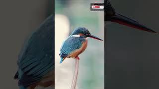 World Of Wonderful Colourful Small Birdsviralsoulbirds soundshortsworldwildlife virals