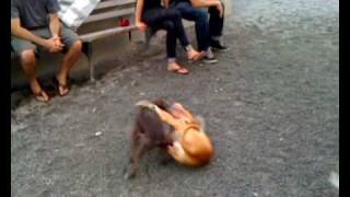 Boston Terrier Chloe Takes On The Puppy Pitbull Walter