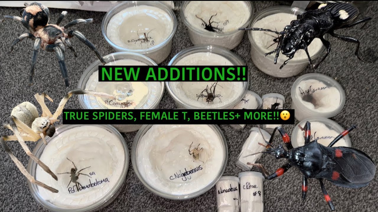 NEW INVERT ADDITIONS!! True spiders AND more!!