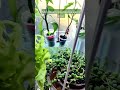 Мої кімнатні рослини ,які розташовані на кухонному вікні #кімнатніквіти #кімнатнірослини