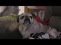 Otis the Pug's first 4K Video