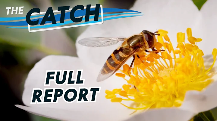 The Catch - Great Lakes Now - Episode 2204 - Segment 3