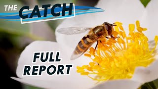 The Catch - Great Lakes Now - Episode 2204 - Segment 3