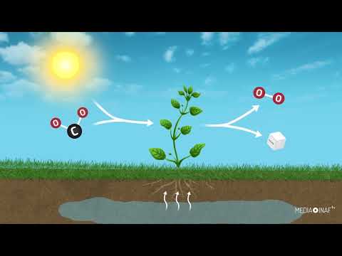 Video: Come possiamo migliorare il ciclo del carbonio?