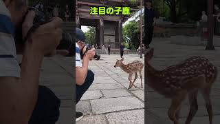 注目の子鹿