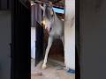 anubhavi pariyojk 🐴🦄🐴😲 #horse