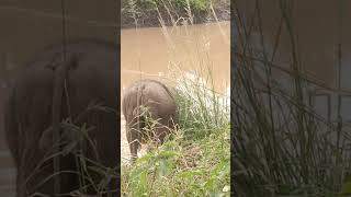  And Bushpig Eating Hulhulwe Imfolozi Game Reserve Kzn Viral