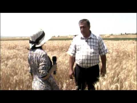 Video: Beակնդեղ - գյուղատնտեսական տեխնոլոգիա, բարձր բերքատու սորտեր