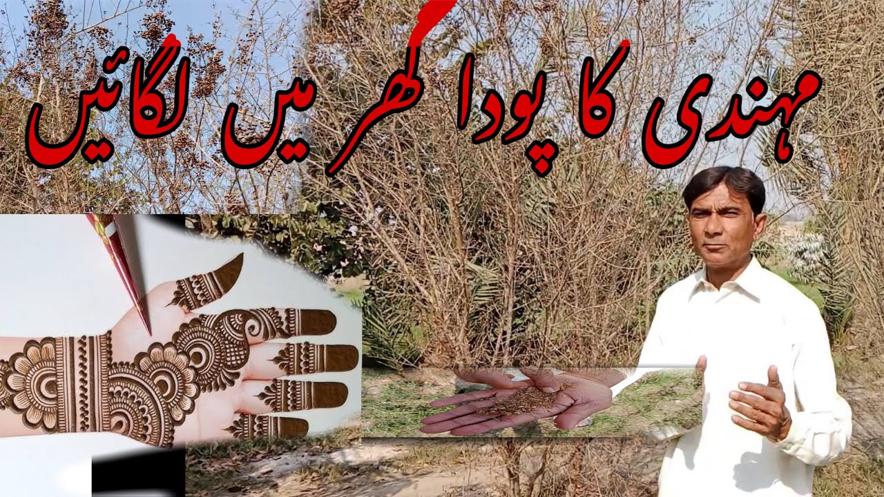 Mehndi Ka Pouda ghar par Kaise Ugayein? Complete Guide for Fast Growth & Dark Leaves