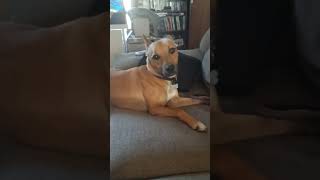 Max. #puppy #dog #funny #funnypuppy #viral #puppyvideos #puppyface #comedy #viralshorts