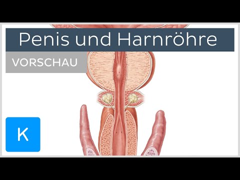 Video: Anatomie, Diagramm Und Funktion Der Männlichen Harnröhre - Körperkarten