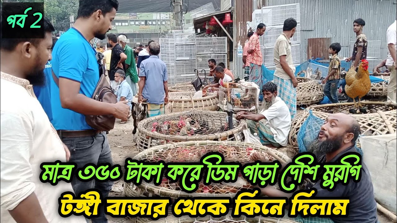 মাত্র ৩৫০ টাকা করে ডিম পাড়া দেশি মুরগি, টঙ্গী বাজার থেকে কিনে দিলাম 