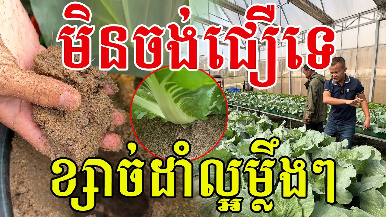 សឹងមិនចង់ជឿ ខ្សាច់សោះដាំល្អម្លឹងៗ សូមសរសើរពូកែបច្ចេកទេសមែន